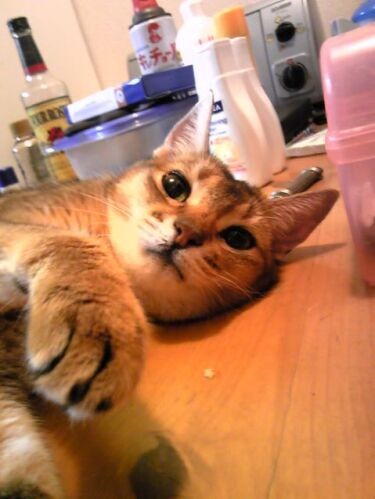 他猫の空似 どこか昔の子に似てることってありませんか 犬 猫との幸せな暮らしのためのペット情報サイト Sippo