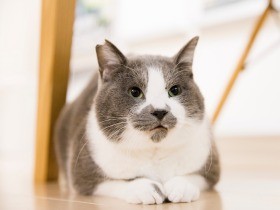 猫好き集まれ！パナソニックセンター大阪で、猫イベント開催！