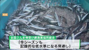 不漁予測のサンマ漁が好調も記録的な低水準の見通し