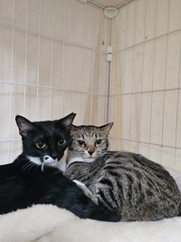 保護後、身を寄せ合っていた猫たち（「ちまきなころんINよねっこはうす」さん提供）