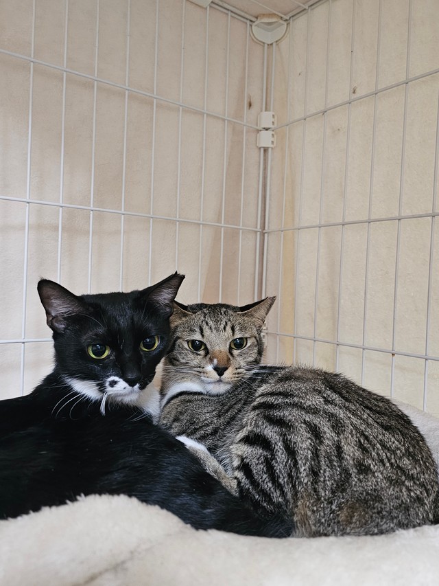保護後、身を寄せ合っていた猫たち（「ちまきなころんINよねっこはうす」さん提供）