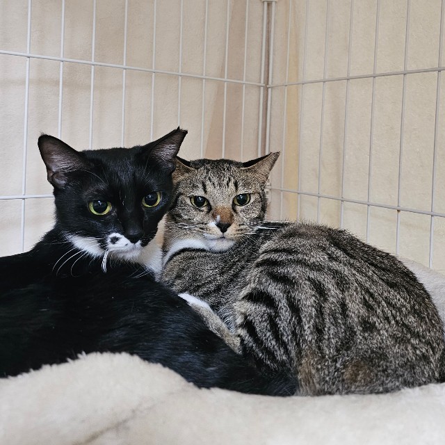 保護後、身を寄せ合っていた猫たち（「ちまきなころんINよねっこはうす」さん提供）