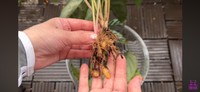 5センチほど残して根をカットし、植え替えを行う／「くまパン園芸 KOBI's Houseplants Life」（@kumapan）提供