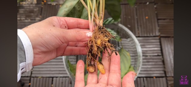 5センチほど残して根をカットし、植え替えを行う／「くまパン園芸 KOBI's Houseplants Life」（@kumapan）提供