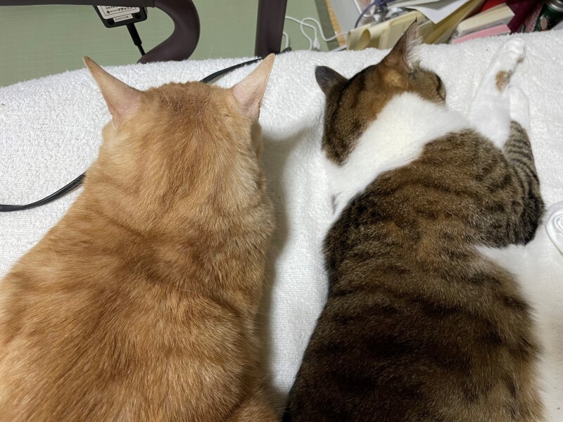 きなことジャッキー、仲良く昼寝もする