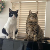 先住猫まるちゃんと仲良くツーショット＝maruyura1025さん提供