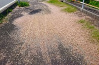 道路に堆積した死骸は車両スリップの原因になることも（豊田ホタルの里ミュージアム提供）