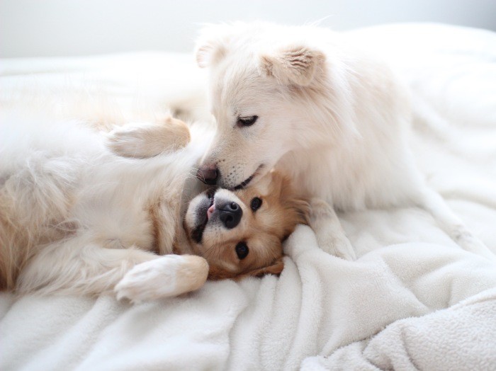 優しい大吉のおかげで調子に乗る福助