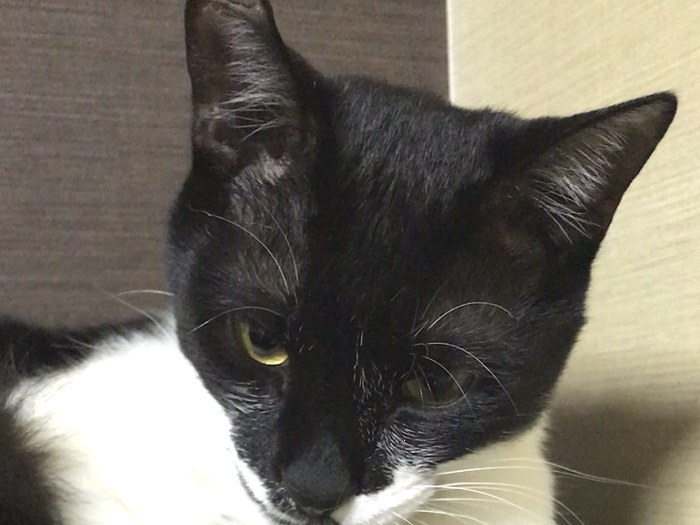 トラくん、大人びた顔つきになりました