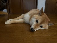 日中、家の中の好きな場所を選んで寝ています（「柴犬 ろん」さん提供）