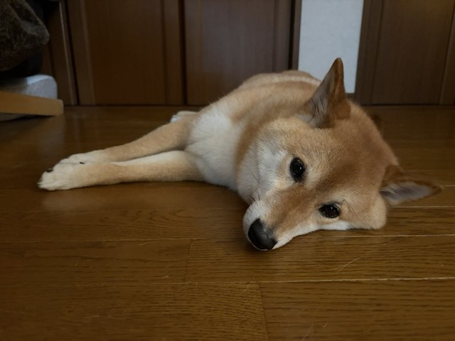 日中、家の中の好きな場所を選んで寝ています（「柴犬 ろん」さん提供）