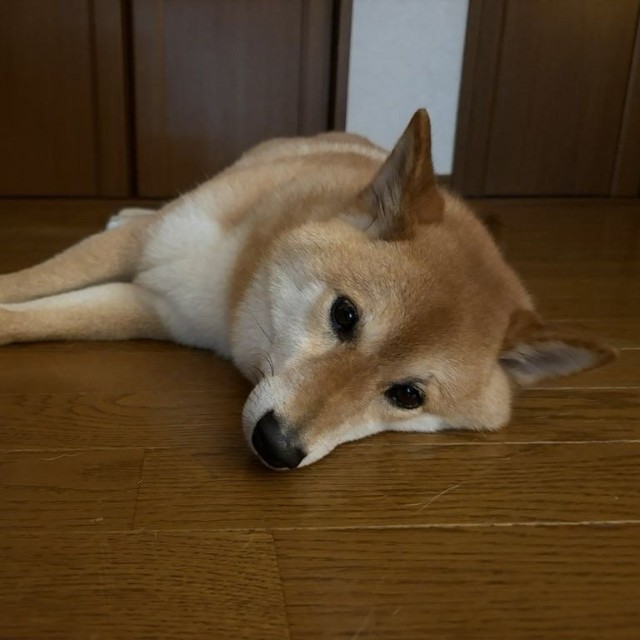 日中、家の中の好きな場所を選んで寝ています（「柴犬 ろん」さん提供）