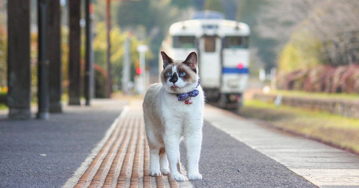 観光大使猫「にゃん太郎」 地域活性に貢献し、今では重役勤務 | 「犬や