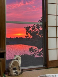 残照を見つめているのかな…？（画像提供：なつめさん）