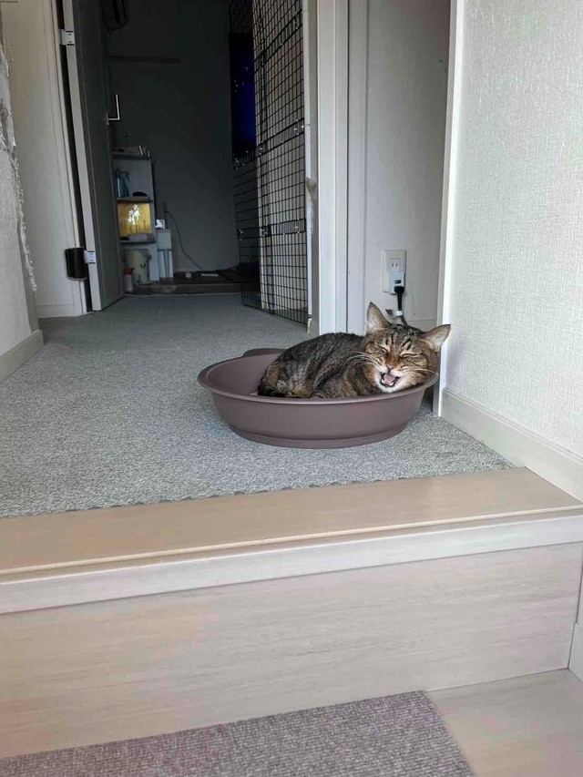 猫鍋でまどろむ様子