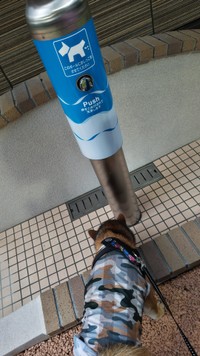 オッキーさんの飼う犬は用が足せなかったそう（オッキーさん提供）
