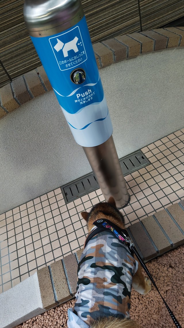 オッキーさんの飼う犬は用が足せなかったそう（オッキーさん提供）