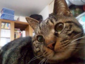 「２段目のオトコ」「あくび小僧」……　異名をたくさん持つ猫「アル」