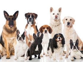 オンライン参加可！　10月3日、シンポジウム「動物虐待事件の実効的対応を考える」