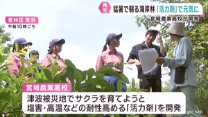 高校生が開発した「活力剤」で海岸林再生を　宮城農業高校