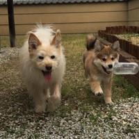 シフォンちゃん(左)が10歳になる前日に桜夢ちゃんがやってきた