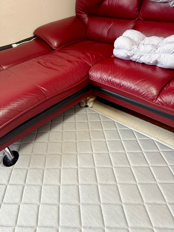 かくれんぼの上級柴犬誕生！ ソファ下に身を隠すあずきちゃん（画像提供：林さん）