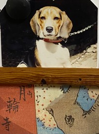 チワワさんの先代犬で、猟犬種らしく山の獣の臭いに敏感だったという、月輪寺の看板犬だったビーグル犬さん。「きれいに撮れていた写真は土砂崩れの時紛失しました…」とのこと（画像提供：月輪寺【公式】）