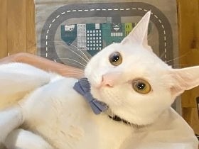 事故で足１本を失った子猫　ハンディを感じさせず、のびのび成長