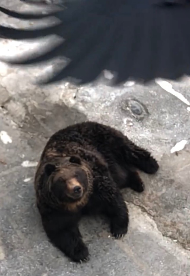 冒頭に一瞬写る黒い影…（画像は動画のスクリーンショット）
