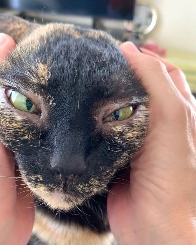 誰が黒胡麻だんごだにゃ？