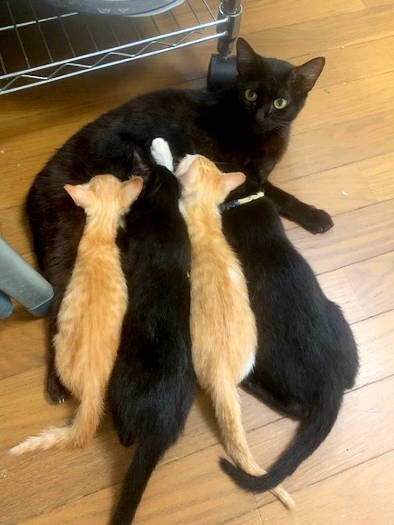 20匹以上の子猫にお乳を与え、吉田さんを助けてくれた玉姫様。お乳が出なくなってからも自分と体格の変わらない子猫たちが鈴なりになった