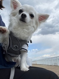 収容された白のチワワ。男の人を見るとほえたりおびえたりする後遺症を持っているという（民間ボランティア提供）