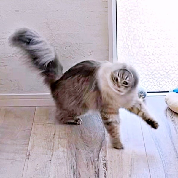 「猫ドリル」状態になったしらすちゃん（画像提供：しらす どんぐり はんぺんさん）