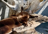 大の字で寝るカワウソ　写真提供：周南市徳山動物園