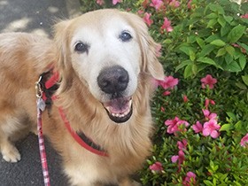 あだ名はエルヴィス！？　愛され上手なゴールデン「ビアンカ」