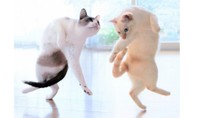 仲良くダンス！（提供：忍者猫チャコたん&すず香さん）