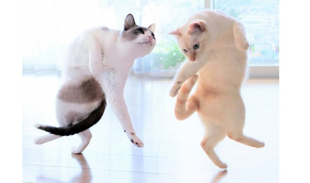 仲良くダンス！（提供：忍者猫チャコたん&すず香さん）