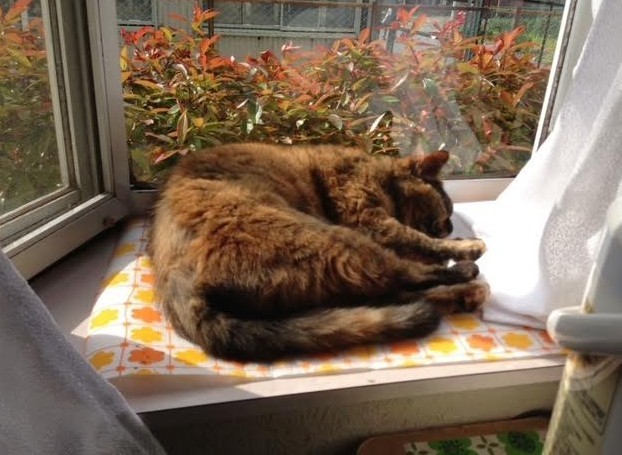 大好きな出窓でくつろいでいる時
