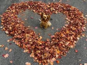 落ち葉の山かと思ったらハート型！　秋を満喫したヨークシャーテリア「琥珀」