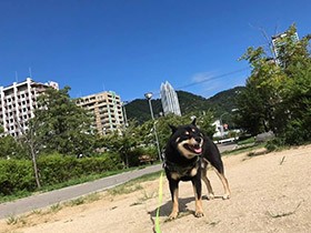 いっぱい走ったよ！ 朝の運動、気持ちがいいね 黒柴「ユーマ」