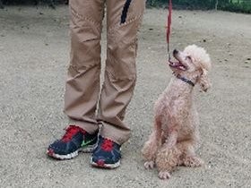 「犬が左・飼い主は右」が散歩の基本？　ルーツは西洋の軍隊