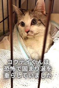 捕獲直後、白ブチのコウテイくんは恐怖で固まっていたという(「ワンハート大阪」さん提供、Instagramよりキャプチャ撮影)