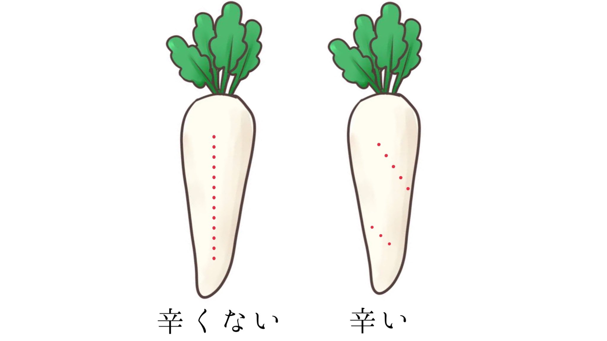 大根 どっち が 辛い
