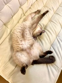 へそ天で寝るなみちゃん（提供：ソレイユさん）