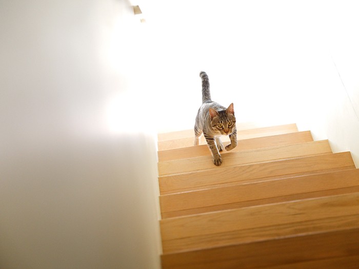 すると「おれもー」と察知してとらまるが駆け上がって来たよ