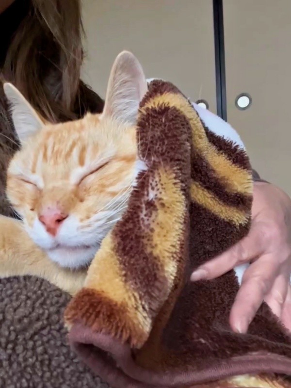 毛布に包まれて飼い主さんに抱っこされるチャトランくん（画像提供：えみちゃんさん）