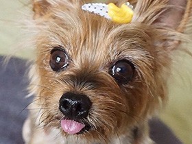 おやつ早くちょうだいね　ヨークシャーテリアの「もも」