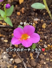 ピンクの花を咲かせたポーチュラカ／はこさん（@hakogarden）提供