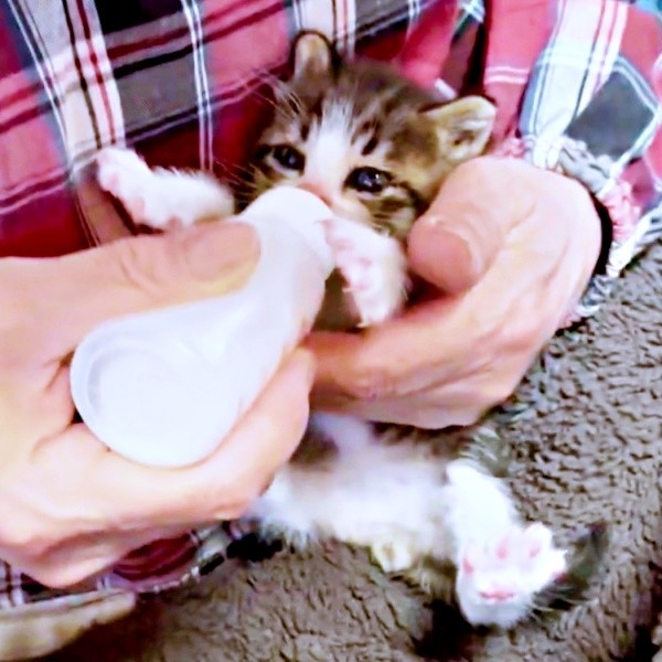 激しく衰弱していたチャームくん（画像提供：みぃ～みぃ～ちゃんとジャミラズさん）