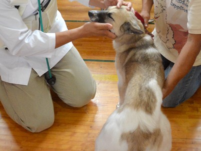 ペットの避難・保護に備え　静岡県内でも仕組みづくり
